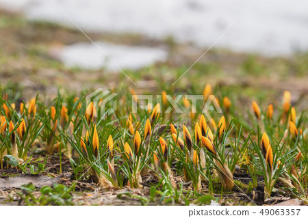 First bright yellow primroses in forest glade . Concept of the seasons, weather First bright yellow primroses in forest glade . Concept of the seasons, weather 49063357