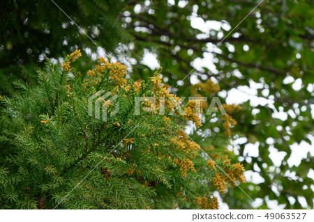 Ikegami plum garden cedar tree flower pollen 49063527