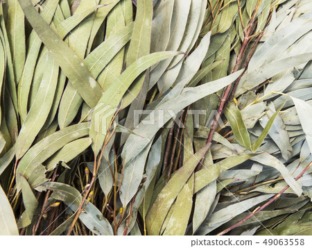Green willow. Natural background. 49063558