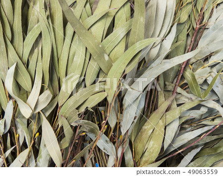 Green willow. Natural background. Green willow. Natural background. 49063559