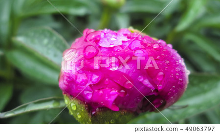 Peony flower in garden Peony flower in garden 49063797