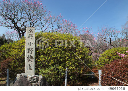 京都Kozento小野梅花園 49065036