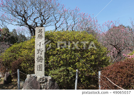 京都Kozento小野梅花園 49065037