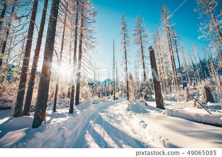 Winter forest road 49065085