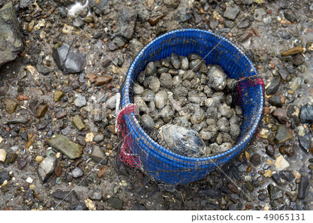 貝類，潮灘，貝類捕獲 49065131