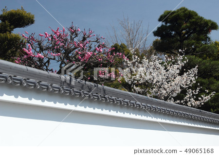 京都Ashinshinin的李子 49065168
