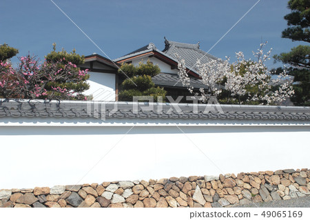 Plum of Kyoto Ashinshinin Plum of Kyoto Ashinshinin 49065169