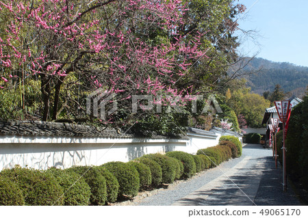 Kyoto Susumushin-in approach plum blossoms Kyoto Susumushin-in approach plum blossoms 49065170