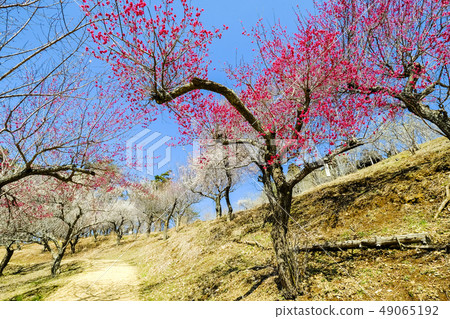 Rose plum and white plum 49065192