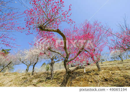 Rose plum blossoms and white plum blossoms Rose plum blossoms and white plum blossoms 49065194