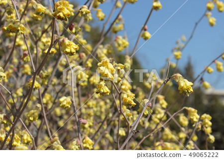 Sinew Sinew 49065222