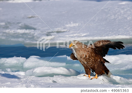 Eagle, Steller's sea eagle, Hokkaido, Sea of Okhotsk, pleasure boat, cruise ship, drift ice 49065363