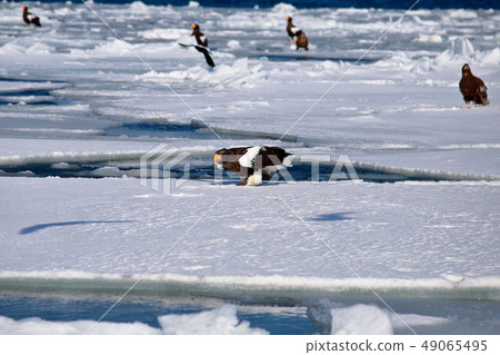 eagle eagle 49065495