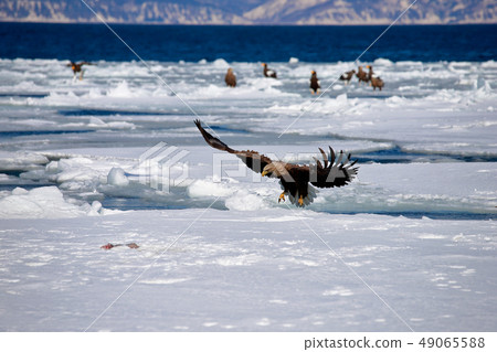 eagle eagle 49065588