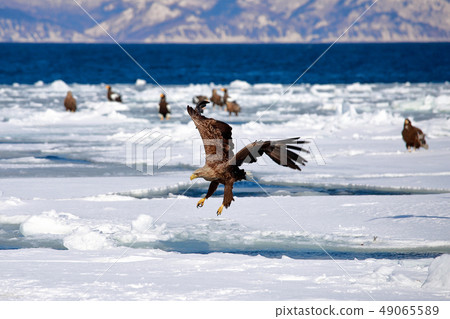 eagle eagle 49065589