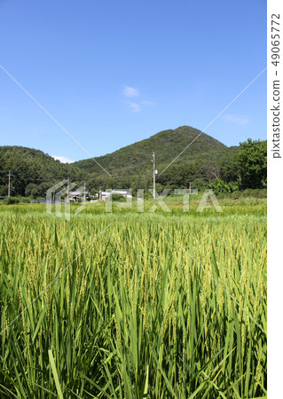 鄉村景觀 鄉村景觀 49065772