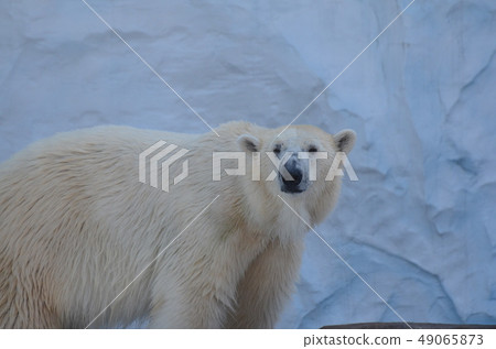 Polar bear 176 Polar bear 176 49065873