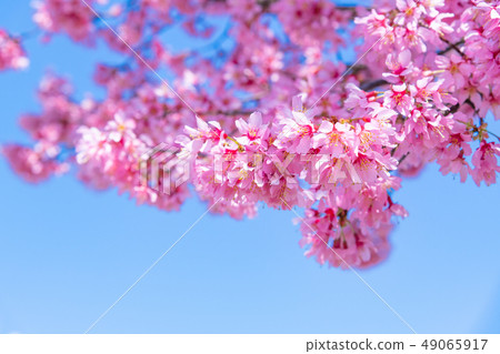 Okame Cherry Tree Stock Photo 49065917 Pixta