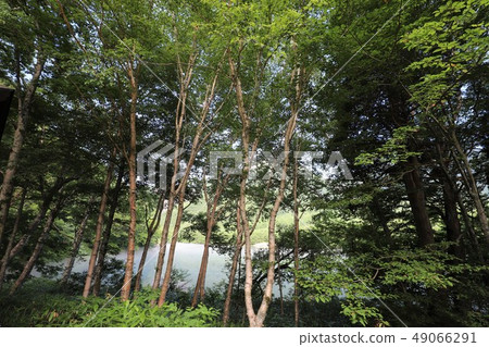 Kamikochi夏天視圖 Kamikochi夏天視圖 49066291