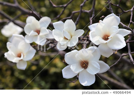 Yulan magnolia flower Yulan magnolia flower 49066494