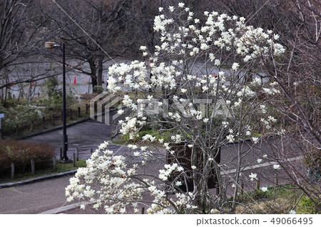 Yulan magnolia flower 49066495