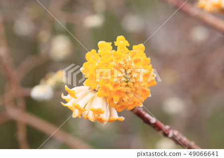 Mitumata花 49066641
