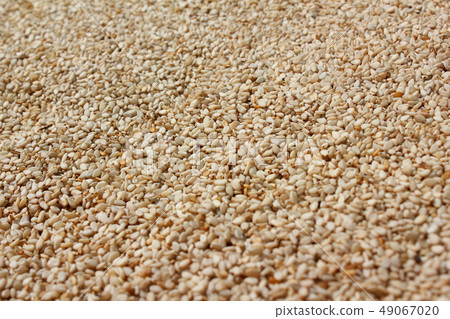Sesame Sesame 49067020