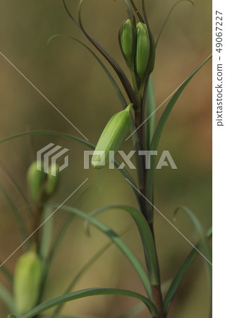 Nature plants Baimo, also known as "Amitagauri". It is a flower of the early spring, and a bud is formed in early March 2 49067227
