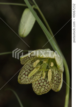 自然植物白墨，又稱“Amitagauri”。編織的起源是花內的紫色網眼圖案2 49067232