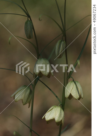 自然植物白墨，又稱“Amitagauri”。一些股票正在盛開，沒有成為一個大殖民地 49067234