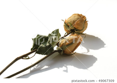 乾花 49067309