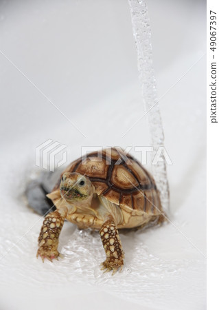 蘇卡達象龜 49067397