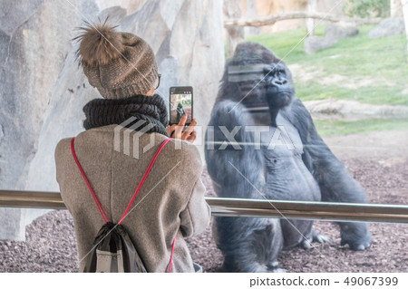 Woman taking photo of a huge silverback gorilla male behind glass in Biopark zoo in Valencia, Spain Woman taking photo of a huge silverback gorilla male behind glass in Biopark zoo in Valencia, Spain 49067399