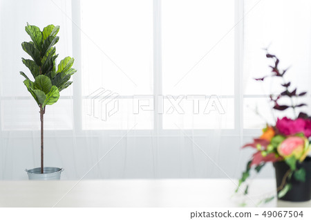 基於室內花卉和植物的簡單背景 基於室內花卉和植物的簡單背景 49067504