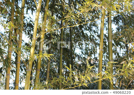 Bamboo grove in the wind Bamboo grove in the wind 49068220
