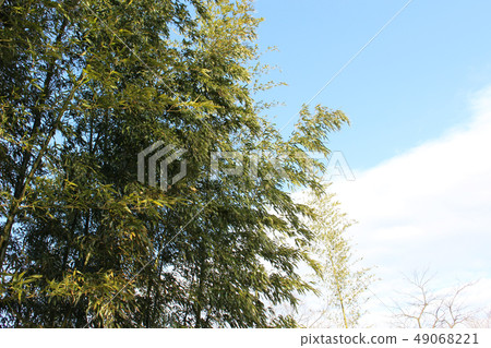 Bamboo forest and blue sky flowing in the wind 49068221