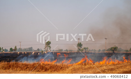 Farmers are burning rice stubble in the rice 49068412