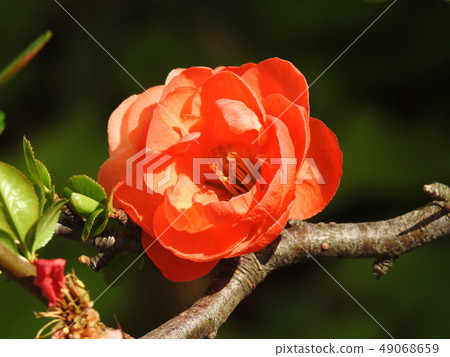 散景木琴開花的柑橘 49068659