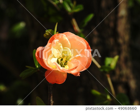 散景木琴開花的柑橘 散景木琴開花的柑橘 49068660