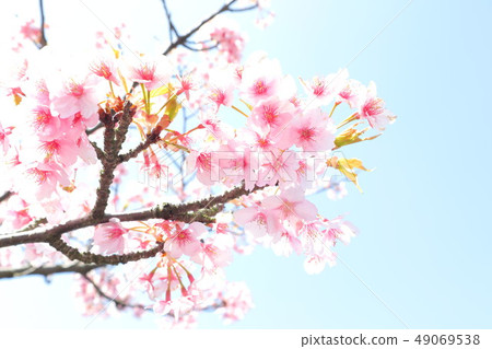 Beautiful sakura flower Beautiful sakura flower 49069538