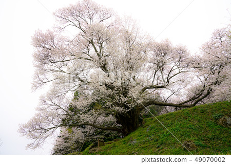 Millennium cherry blossoms that blend into the fog Millennium cherry blossoms that blend into the fog 49070002