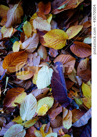 Leaf jewelry box Leaf jewelry box 49070004