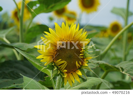 Sunflower field Sunflower field 49070216