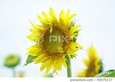 Sunflower field Sunflower field 49070217