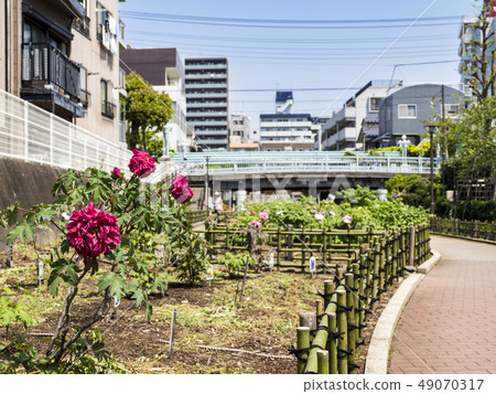 牡丹園/江東區 牡丹園/江東區 49070317