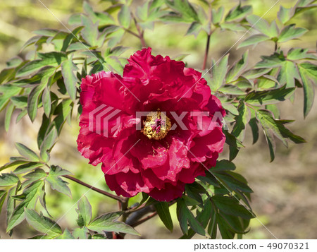 Peony (New Sun Moon Nishiki) Peony (New Sun Moon Nishiki) 49070321