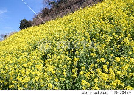 Futhai Yusu區油菜花盛開 49070459
