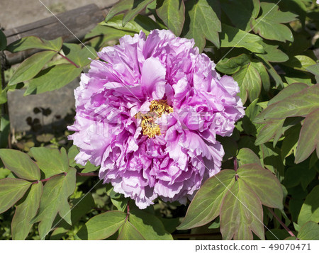 Peony (Shibata Fuji) Peony (Shibata Fuji) 49070471