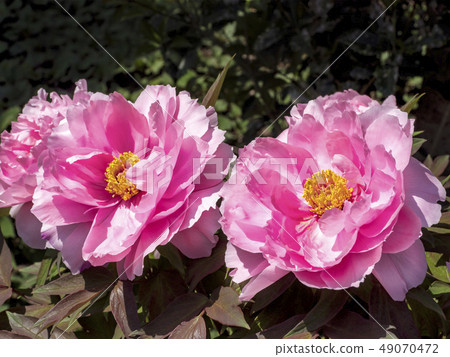 牡丹（八千代） 49070472