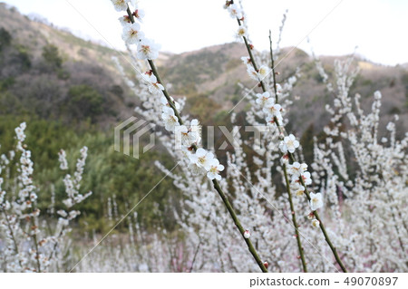 Shichifumi plum Festival Shichifumi plum Festival 49070897